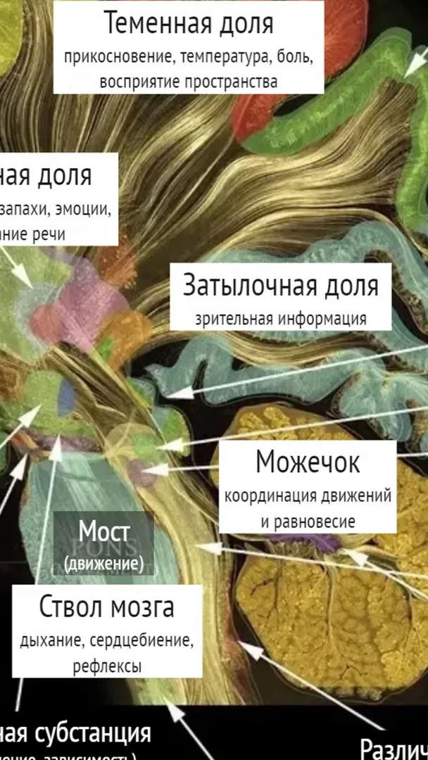 Учебные материалы · анатомическая доска